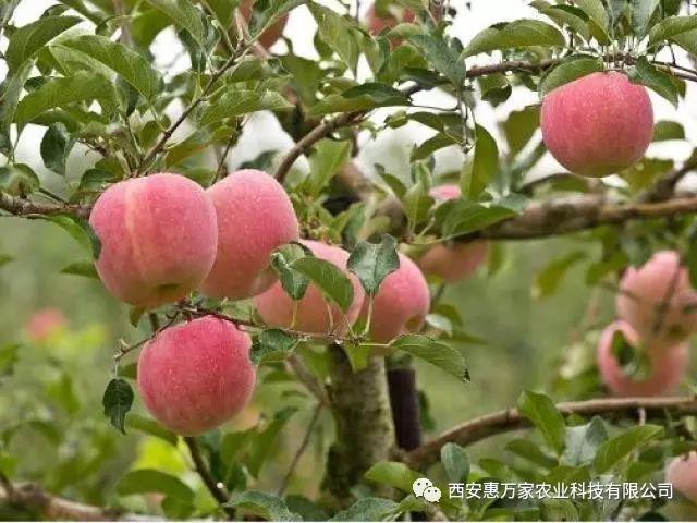 &#20048;&#40060;&#40;&#20013;&#22269;&#41;&#108;&#101;&#121;&#117;